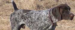 Jandal German Shorthaired Pointers