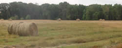 Raound Bales of Tifton Hay at the Jandal Ranch