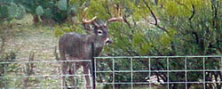 Deer, Quail, Turkey, Varmint and Hog Hunting at the Jandal Ranch